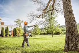 How Our Tree Care Process Works  in  Park Rapids, MN